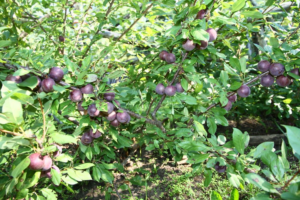 Sept. 9, 2012 photo IMG_6961.jpg